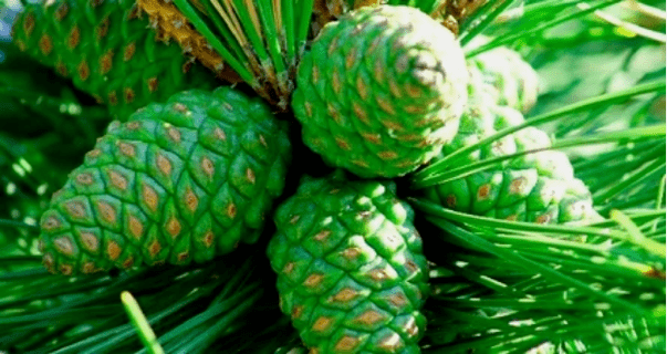 Conos de piñeiro verde