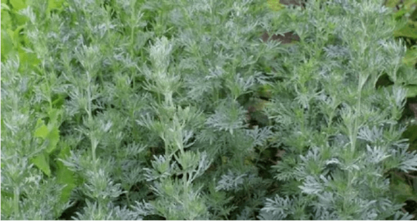Wormwood de parasitos