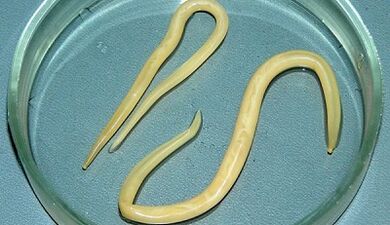 Como facer probas de ascariasis correctamente