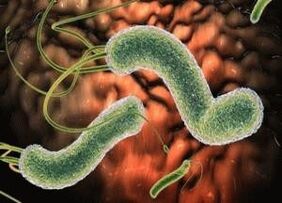 virus e bacterias